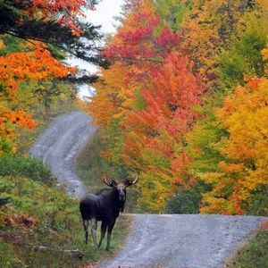 Meet your Posher, Wayne